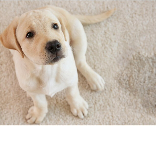 6. pet odor removal LEARN MORE